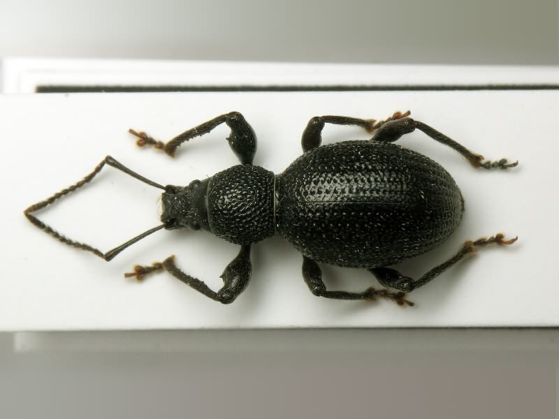 Otiorhynchus ovalipennis Boheman, 1843